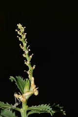 Stillingia treculiana