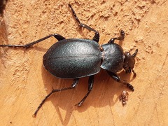 Carabus convexus dilatatus