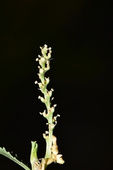 Stillingia treculiana