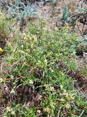 Persicaria angustifolia