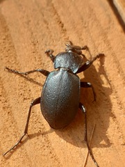 Carabus convexus dilatatus