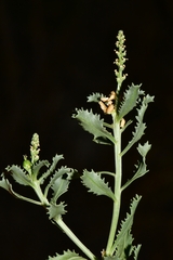 Stillingia treculiana