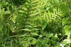 Dryopteris uniformis