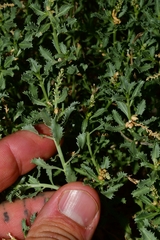 Stillingia treculiana