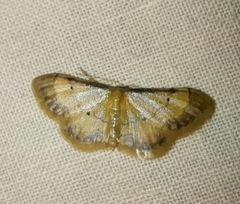 Idaea politaria