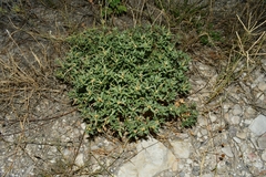 Stillingia treculiana