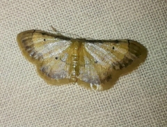 Idaea politaria