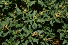Stillingia treculiana