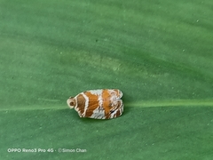 Lophopinae