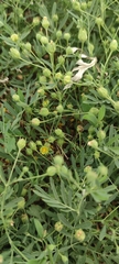 Sibbaldianthe orientalis