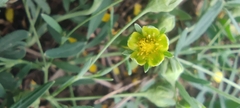 Sibbaldianthe orientalis