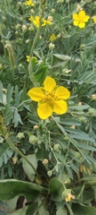 Sibbaldianthe orientalis