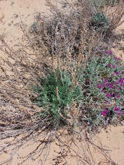 Artemisia ledebouriana