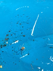 Theridion californicum