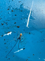 Theridion californicum