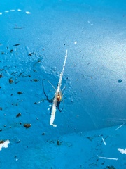 Theridion californicum