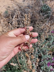 Artemisia ledebouriana