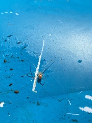 Theridion californicum