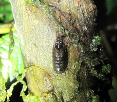 Styloniscus