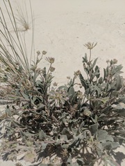 Abronia angustifolia