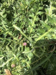 Cirsium acaule