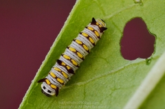 Danaus chrysippus