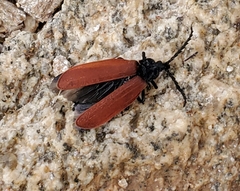 Macrolygistopterus rubripennis