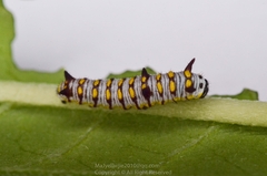 Danaus chrysippus
