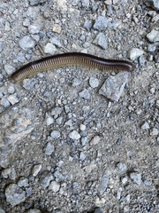 Pachyiulus flavipes