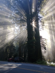 Sequoia sempervirens: Herkunft und Verwendung — Foto 3