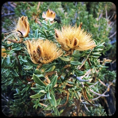 Pteronia staehelinoides