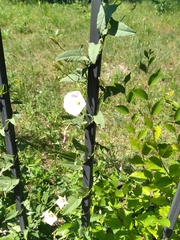 Convolvulus arvensis