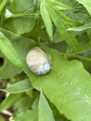 Succinea lauta