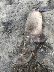 Zalophus californianus