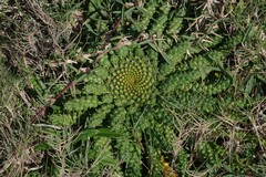 Euphorbia flanaganii