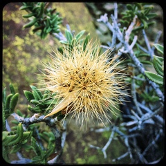 Pteronia staehelinoides
