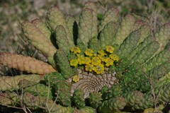 Euphorbia flanaganii