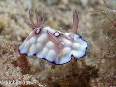 Goniobranchus hintuanensis