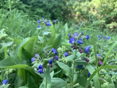 Pulmonaria mollis