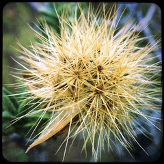 Pteronia staehelinoides