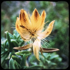 Pteronia staehelinoides