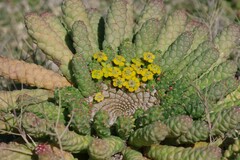 Euphorbia flanaganii
