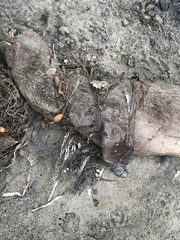 Zalophus californianus