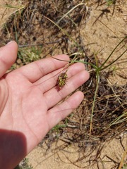 Carex sabulosa