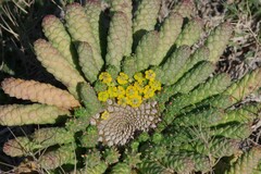 Euphorbia flanaganii
