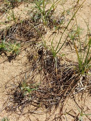 Carex sabulosa