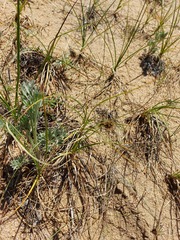 Carex sabulosa