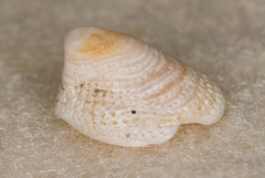 Antisabia imbricata