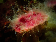 Monomyces rubrum