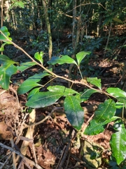 Rhysotoechia bifoliolata